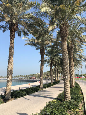 Palmbomen langs de kade van Qatar