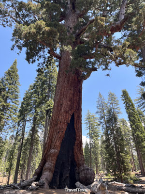Grizzly Giant