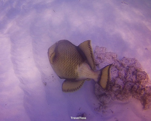 Snorkelen op de Malediven