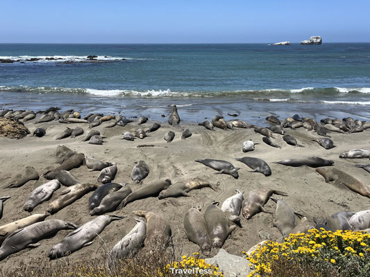 Elephant Seal Vista Point
