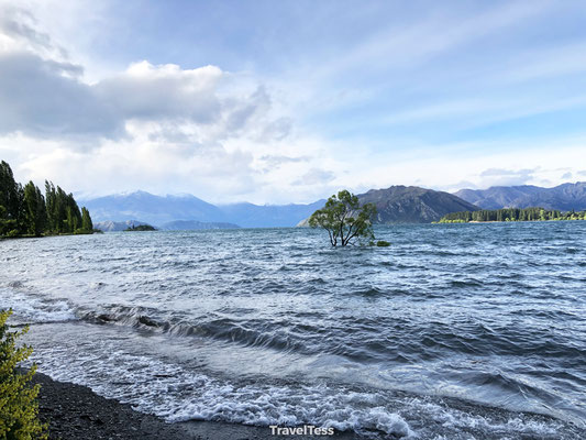 Lake Wanaka Tree