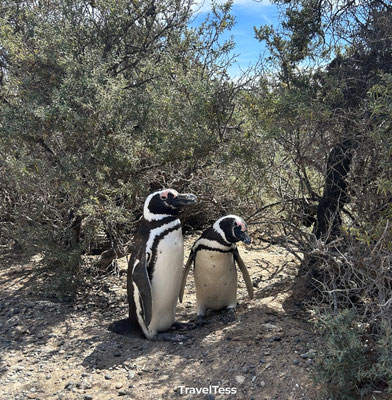 Pinguïns in Puerto Madryn