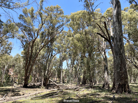 Bos in Flinders Ranges