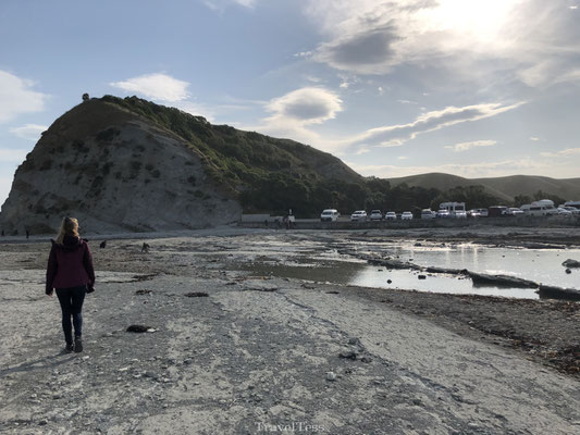 Landschap Seal Colony Kaikoura