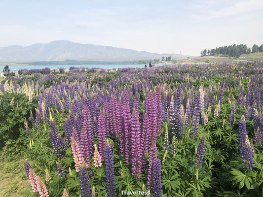 Lupinen Lake Tekapo