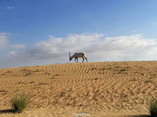 Desert safari vanuit Dubai