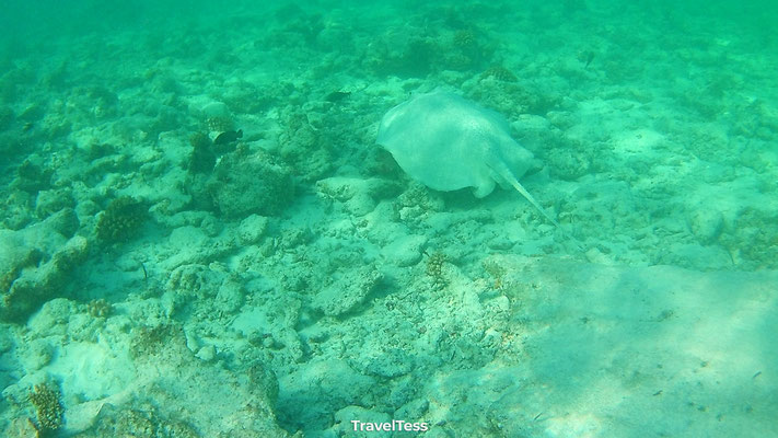 Snorkelen op de Malediven