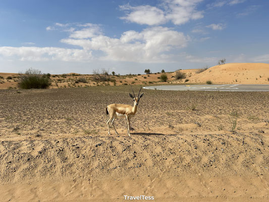 Gazelle gespot