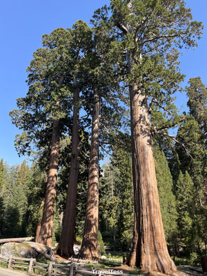 Kings Canyon National Park