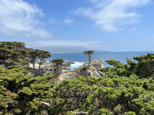 Lone Cypress