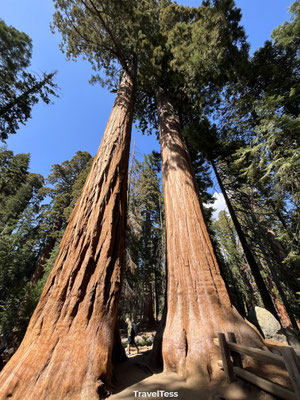 Sequoiabomen 
