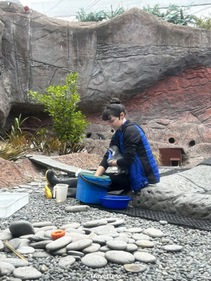 Pinguïns in International Antarctic Centre