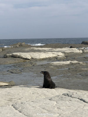 Kaikoura: zeehonden badplaats