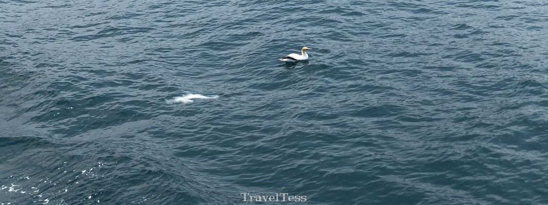 Albatros in Kaikoura