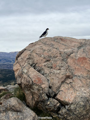 Wilde vogel in Patagonië