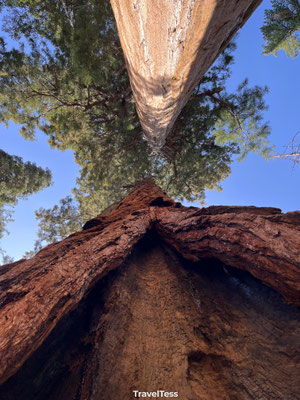 Sequoiaboom van onder