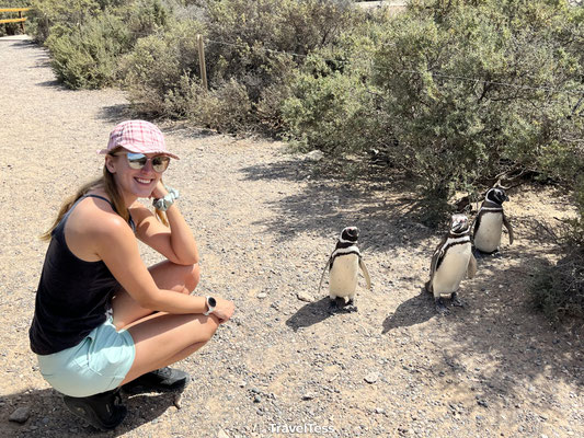 Pinguïn bij Punta Tombo