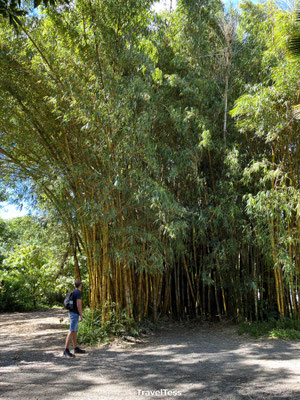 Bamboebos Maui