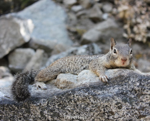Eekhoorn in Yosemite
