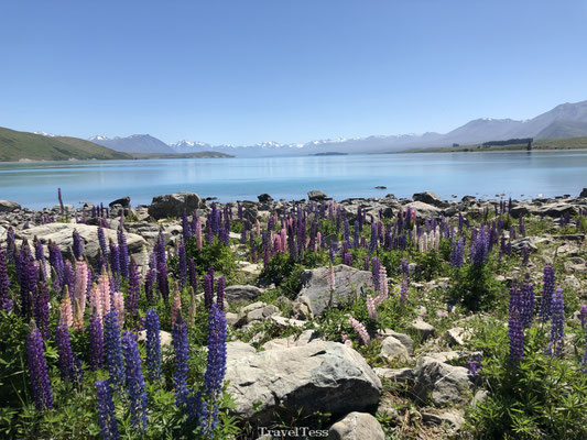 Lupinen bij Lake Tekapo
