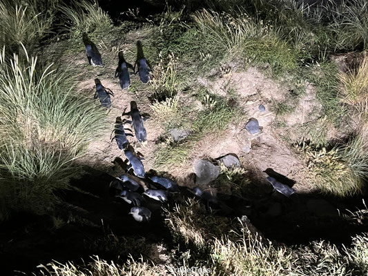 Little blue penguins