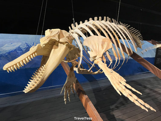 Whale Museum Húsavík