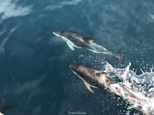 Dolphin Encouter Kaikoura