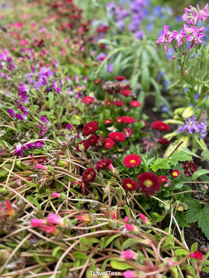 Botanische tuin van Akureyri