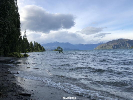 Wanaka Tree