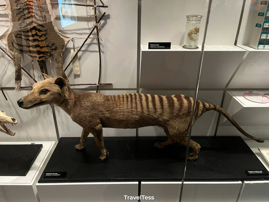 Tasmaanse tijger in Melbourne Museum