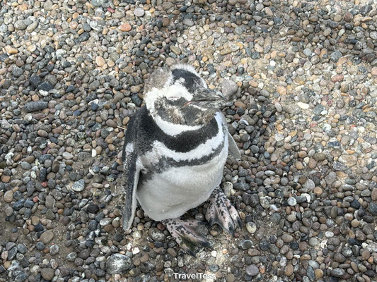 Pinguïns bij Punta Tombo