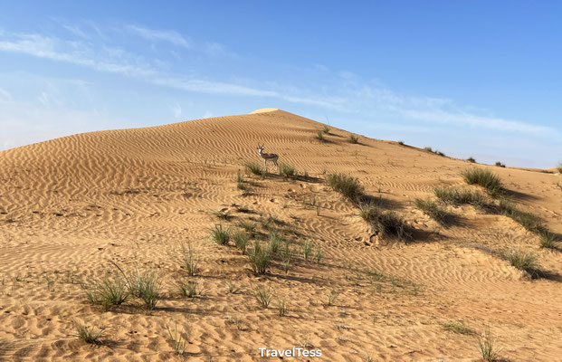 Desert safari vanuit Dubai