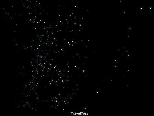 Glowwormen in Waipu Cave