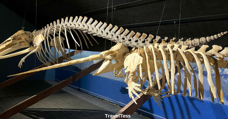 Whale Museum Húsavík