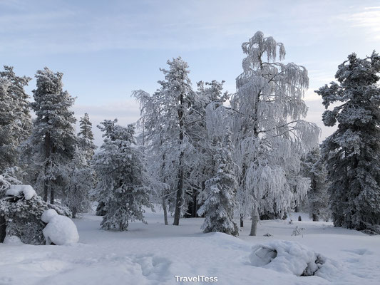 Besneeuwd Lapland