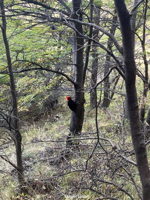 Specht gespot