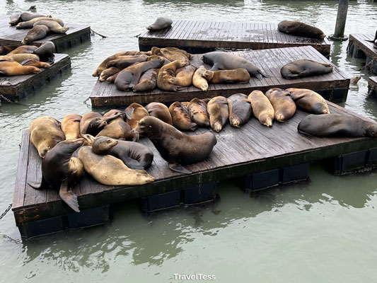 Zeeleeuwen bij Pier 39