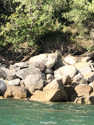 Zeehonden spotten Abel Tasman Park