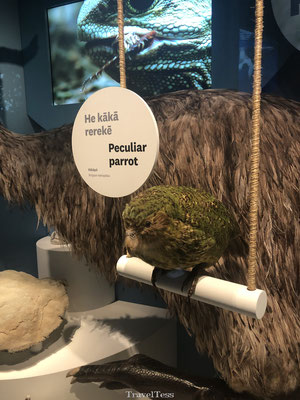 Kakapo in Te Papa Museum