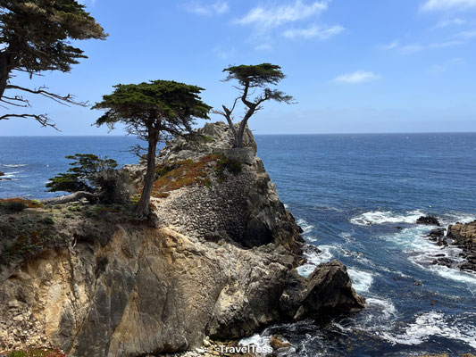 Lone Cypress