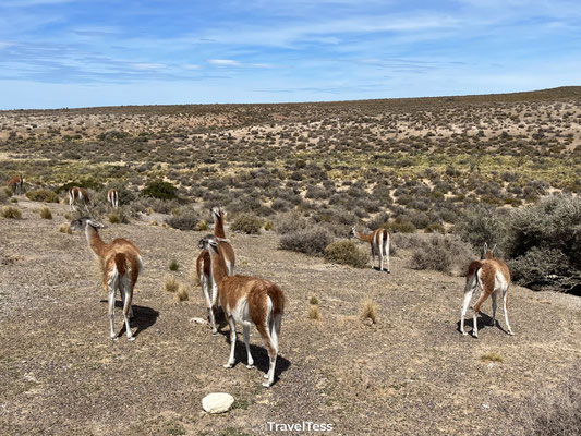 Guanaco
