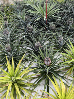 Ananasplantage