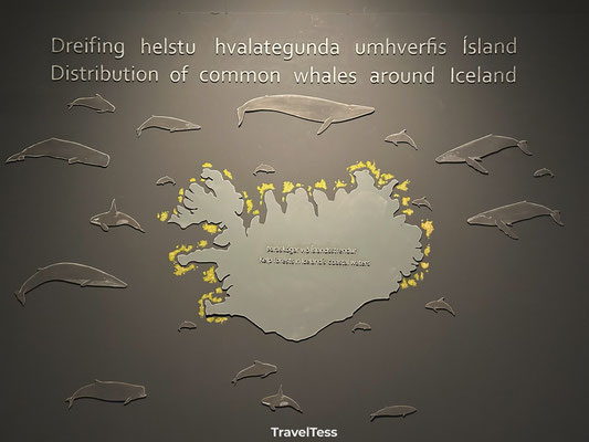 Whale Museum Husavik
