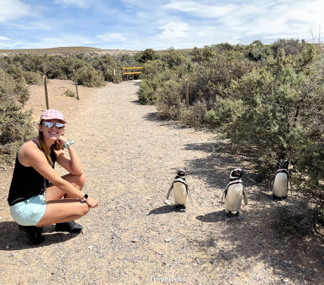 Pinguïns bij Punta Tombo
