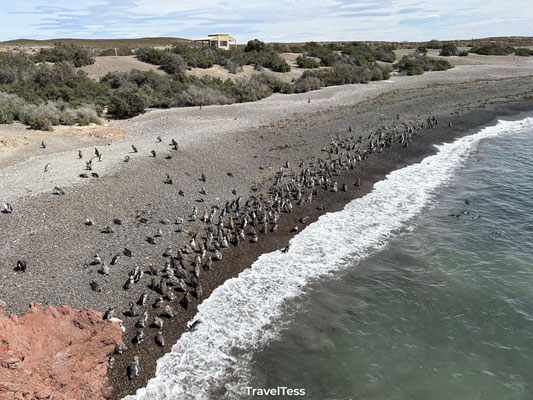 Pinguïns bij Punta Tombo