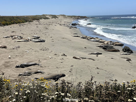Elephant Seal Vista Point