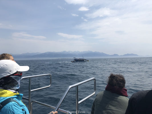 Walvissen tour Kaikoura
