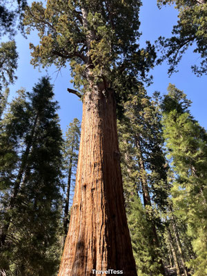 Sequoia National Park