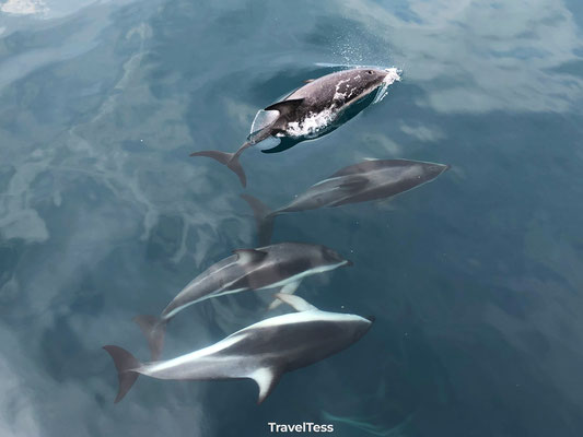 Zeehonden spotten in Kaikoura