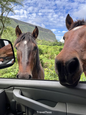 Bezoek van twee paarden Waipi'o Valley